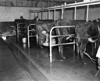 Milking Fairbridge Farm 1954 011868d