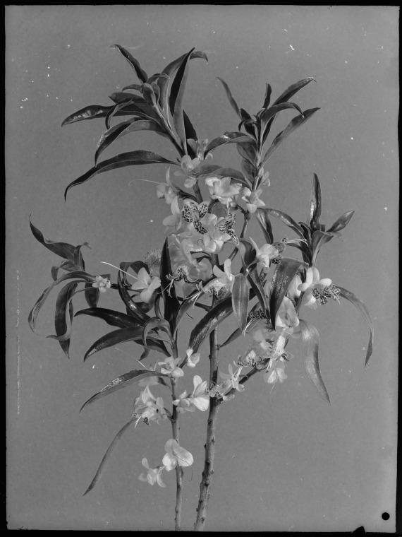 Mrs Kieseys Mauve Eremophila sp 326