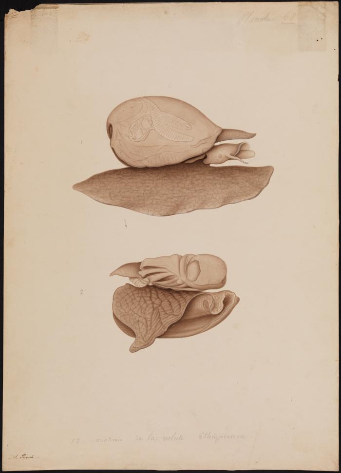 Drawing of a shell specimen collected at Shark Bay