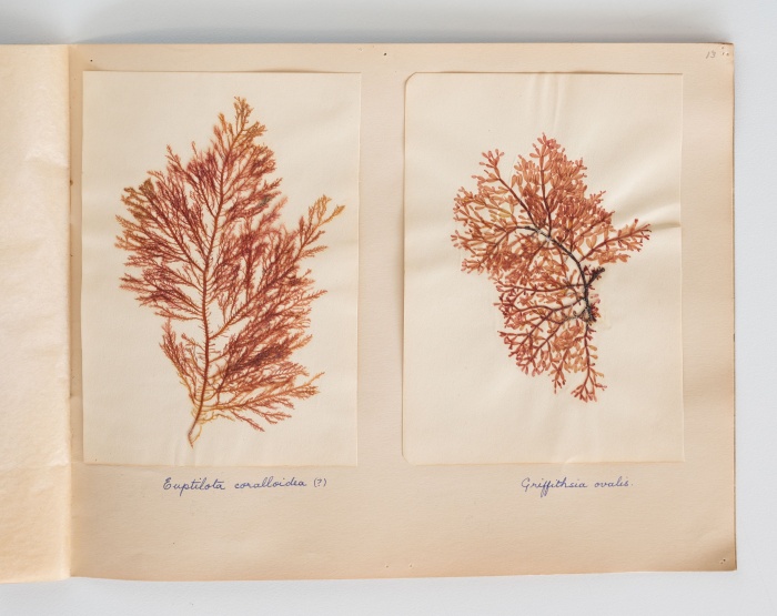 Beautiful seaweed preserved in a scrapbook