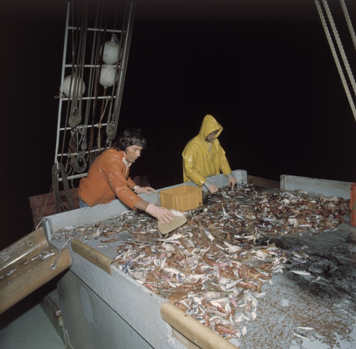 Two men work on a boat at night sorting prawns from fish