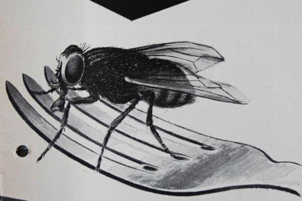 The Public Health Department produced and issued educational material to raise community awareness of fly control