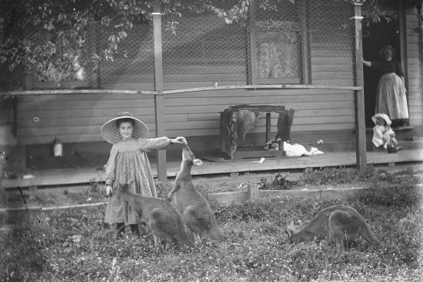 Girls feeds kangaroos 1900s