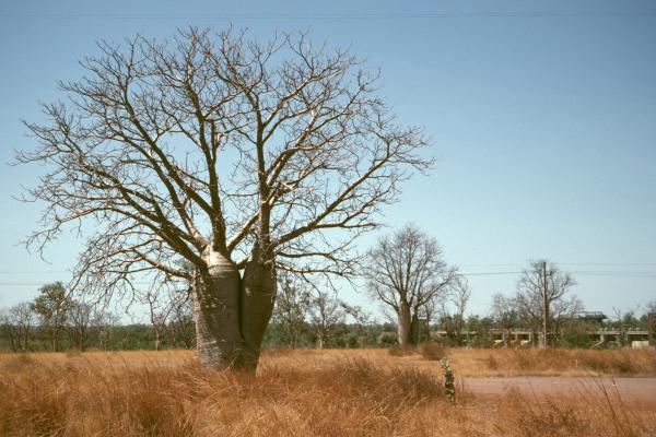 Boab trees Kununurra 1994