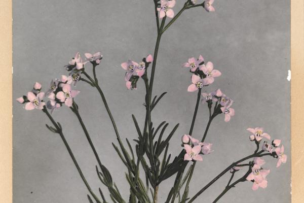 Granite Boronia Boronia cymosa Endl hand coloured