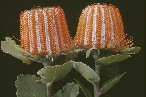 Banksia coccinea Stirling Range October 1956