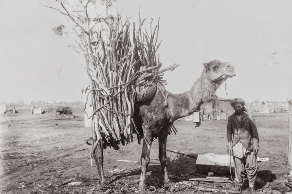 Camel carrying sandlewood with handler Goldfields1900