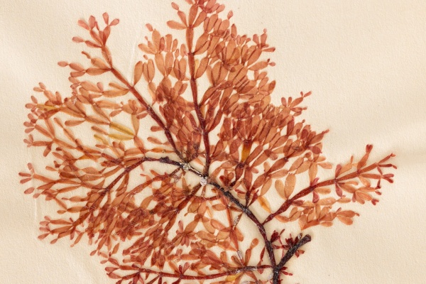 Seaweed dried on a page