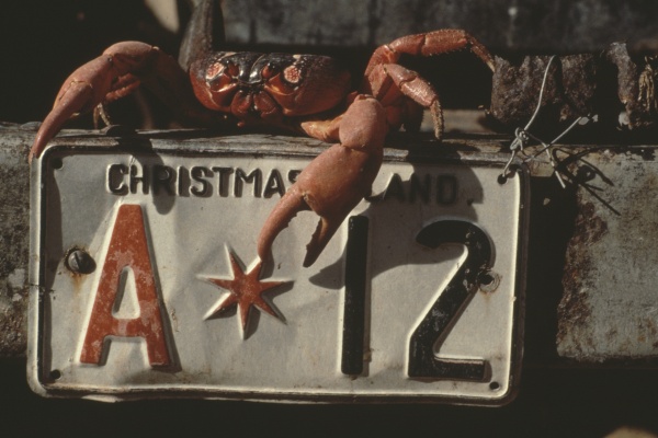 red crab on edge of ledge that has a license plate on it License plate reads Christmas Island A 12