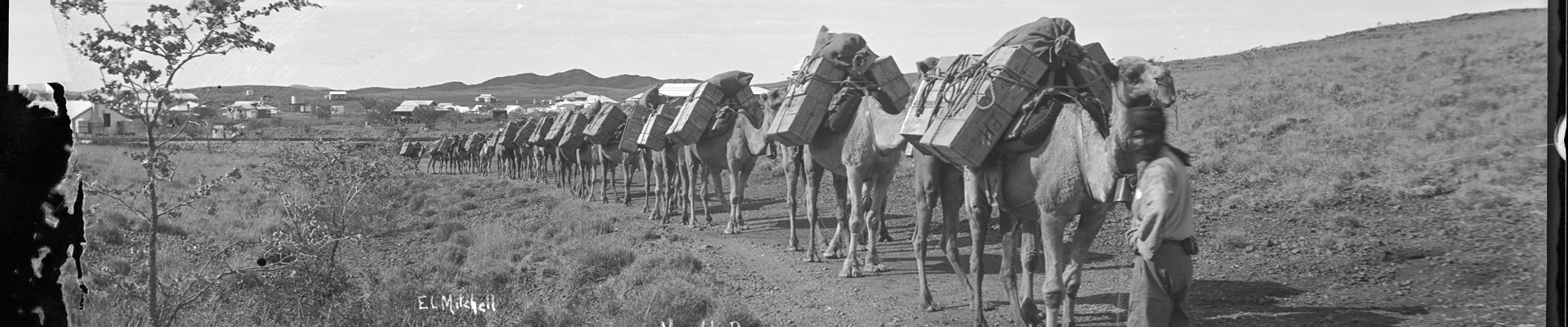 Camel team leaving Marble Bar for Nullagine 1911