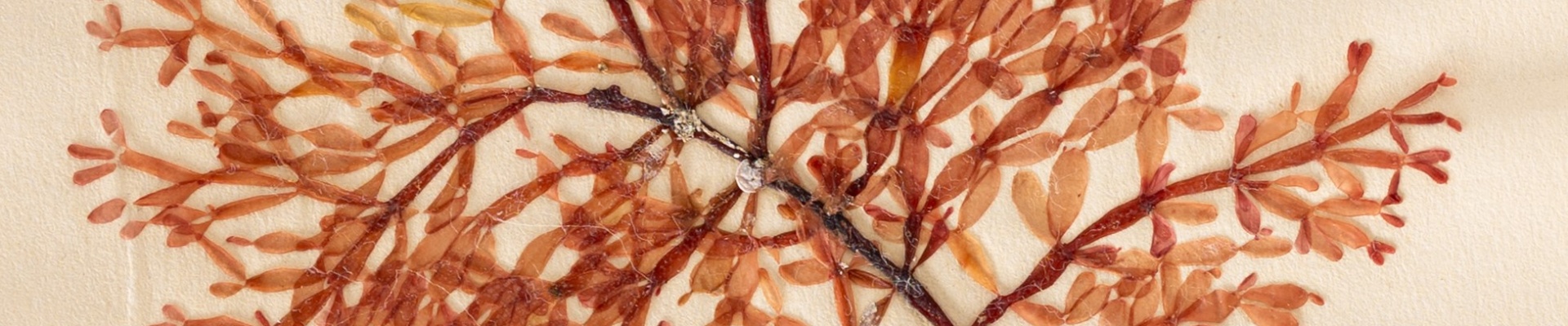 Seaweed dried on a page