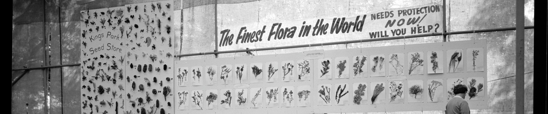 The first Kings Park Wildflower Exhibition 13 Sept 1964