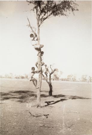 Boys climbing a tree Gogo Station School c1957-1958