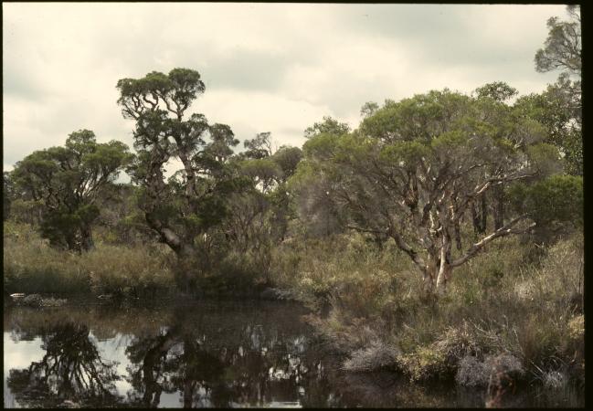 Paperbark trees by swamp Western Australia 1965-1984