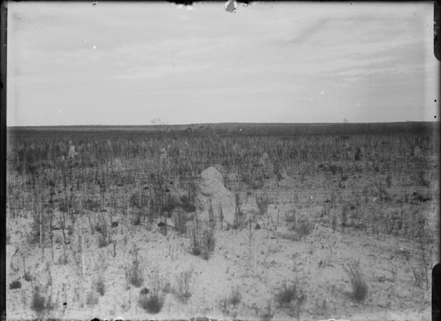 Termite nests white ant hills on the Wongan Hills Mullewa Road 1920