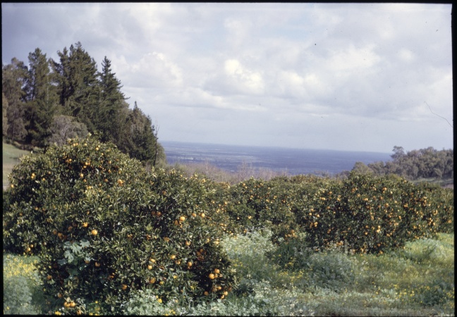 The orange grove above KelmscottRoleystone 4 August 1968