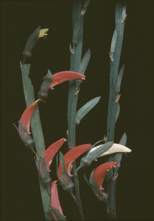 Brachysema aphyllum Yuna September 1958