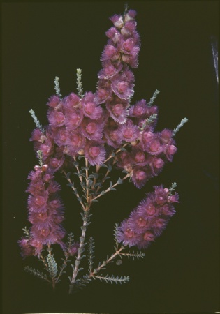 Verticordia spicata Wongan Hills December 1958