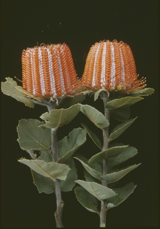 Banksia coccinea Stirling Range October 1956
