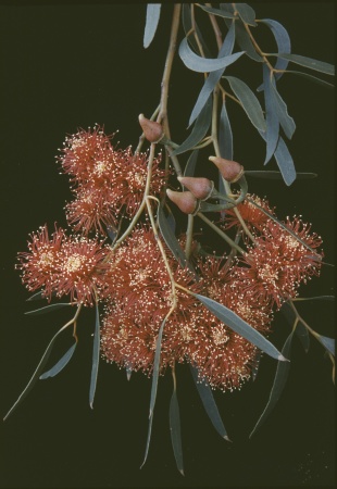 Eucalyptus erythronema var marginata Bindi Bindi December 1959