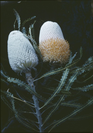 Banksia ashbyi Eneabba ca 1960