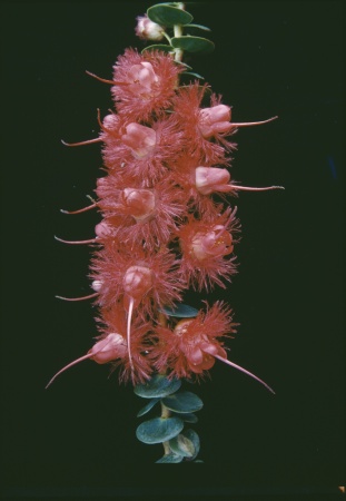 Verticordia grandiflora ca 1960