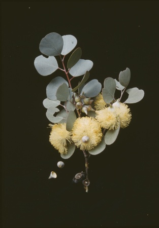Eucalyptus calophylla Wanneroo February 1962