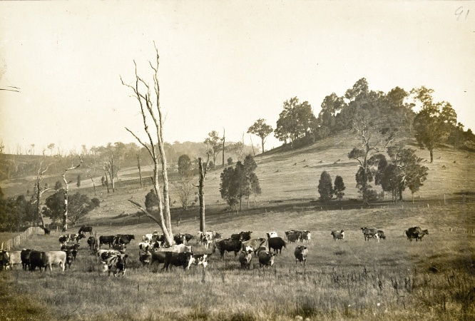 Cattle at Balingup November 1928
