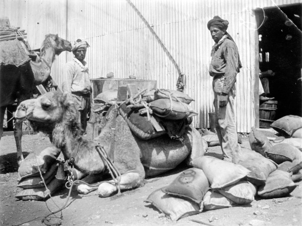 Loading tin onto camels c1900