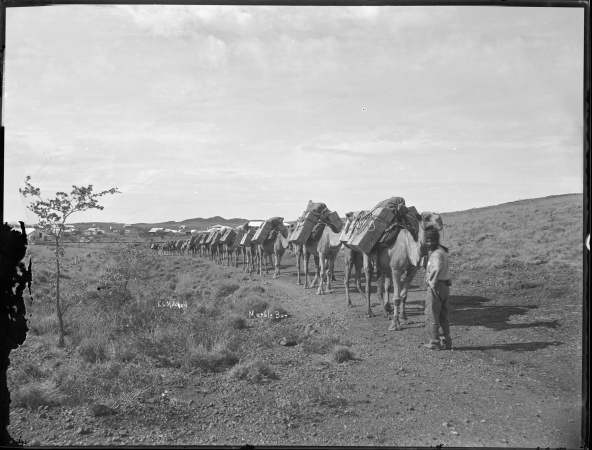 Camel team leaving Marble Bar for Nullagine