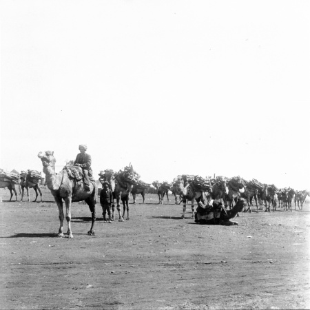 Camel teams carrying firewood to Sons of Gwalia Gold Mine c1901