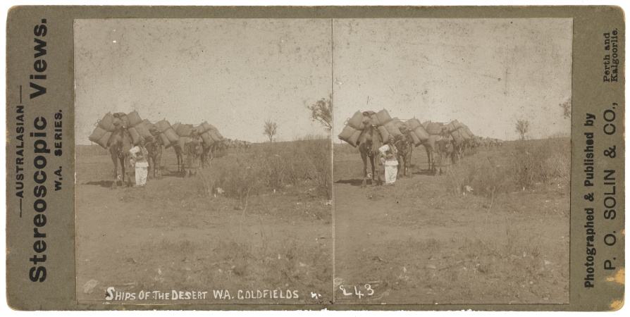 Ships of the Desert WA Goldfields c1901
