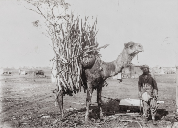 Camel carrying sandlewood with handler Goldfields1900