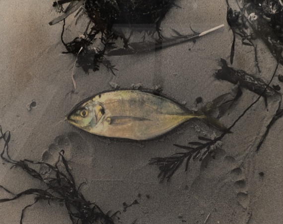 fish in sand by Miriam Stannage