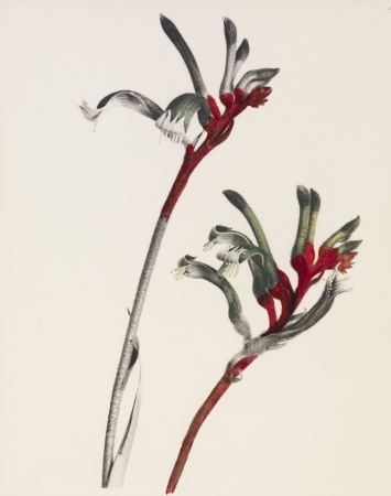 Anigozanthos manglesii Mangles Kangaroo Paw  partially hand coloured