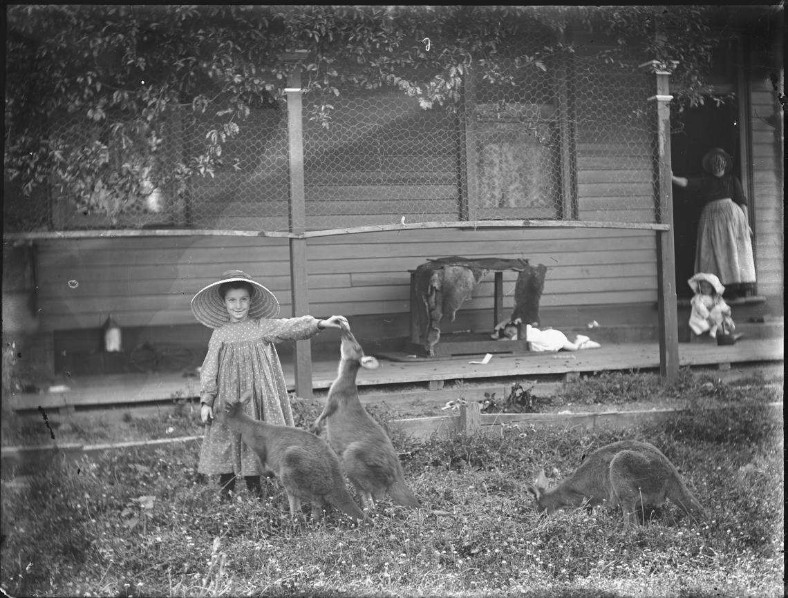 Girls feeds kangaroos 1900s