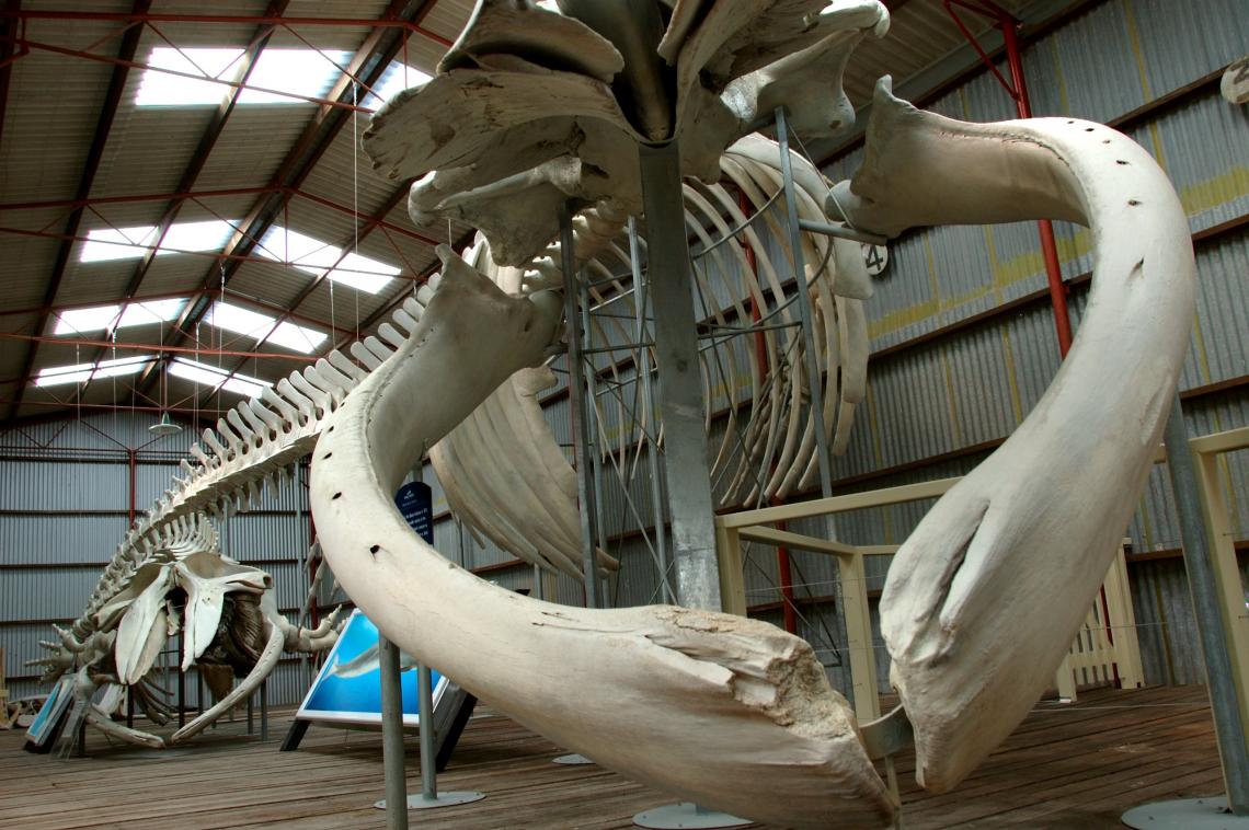Pygmy blue whale skeleton at Whale World Albany 7 January 2006