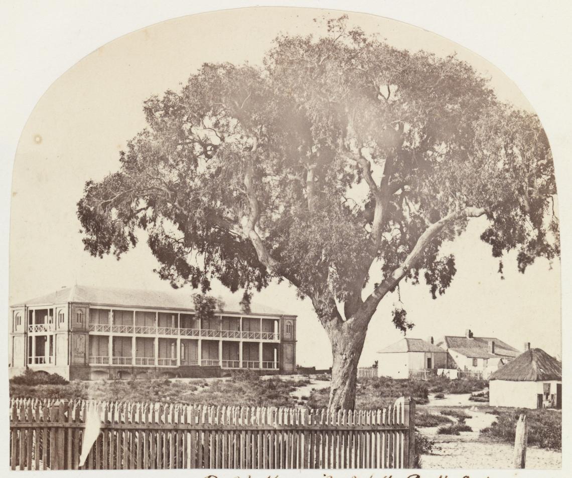 Perth Hospital and the Perth Cedar
