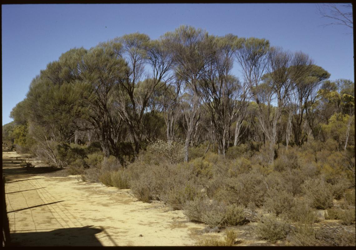 148061PD Acacia resinomarginea along Rabbit-Proof Fence Bonnie Rock ca 1965-1984