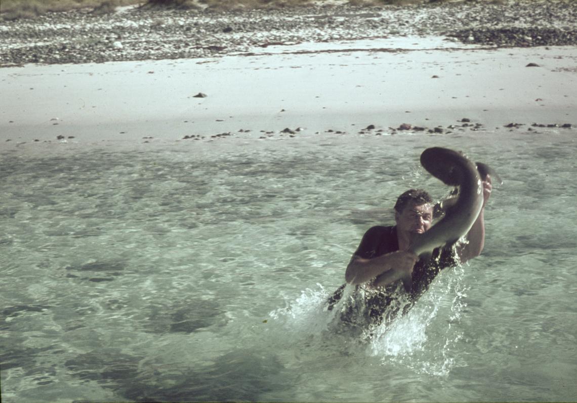 Ricky Strautins wrestling a fish King Bay Dampier 1967