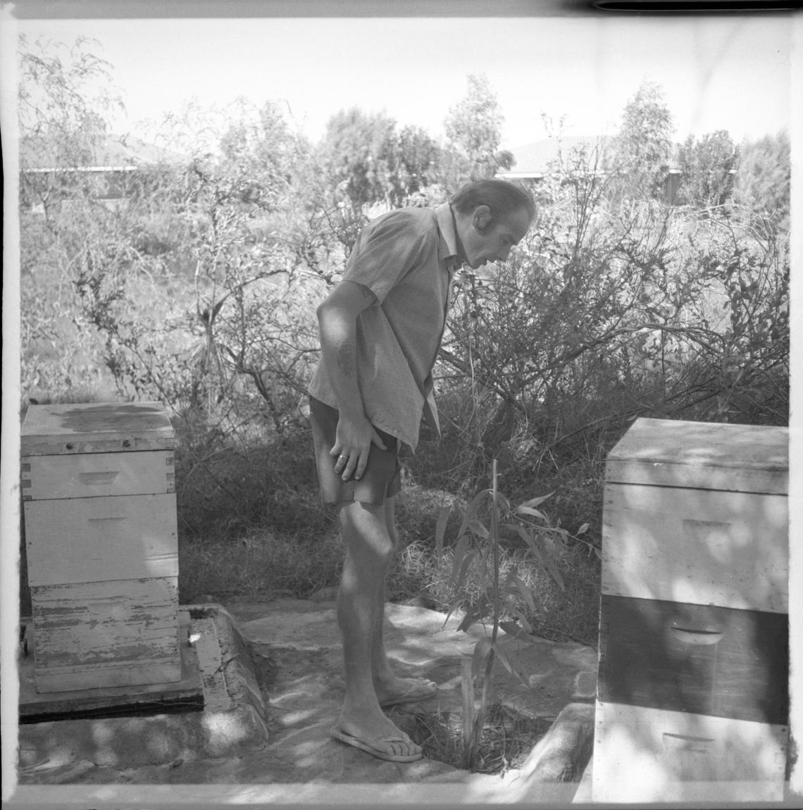 Trevor Bourne beekeeping at Dampier 1975
