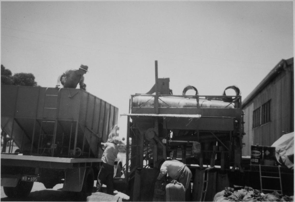 Grading wheat near the shearing shed at Rock Hill farm 15 miles east of Wongan Hills Clifton Taggart in truck bin Henry Harding grader operator adjusting flow of wheat into wheat grader John Taggart tying graded wheat bags ca 1962