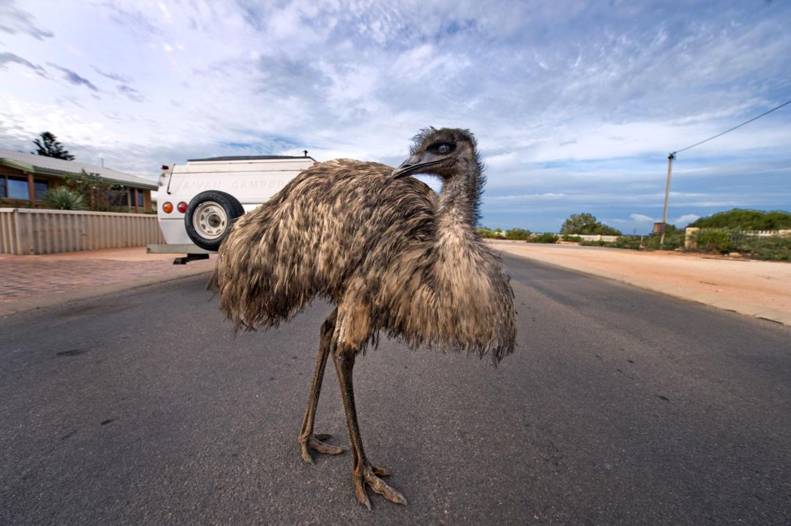BA28401673 An emu greets the photographer at the CoVID-19 regional checkpoint 