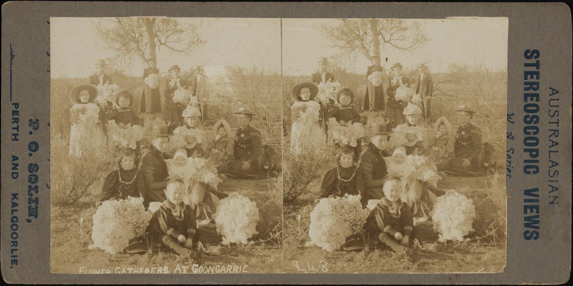 Stereograph of a group with wild flowers collected from the bush at Goongarrie Western Australia ca 1900