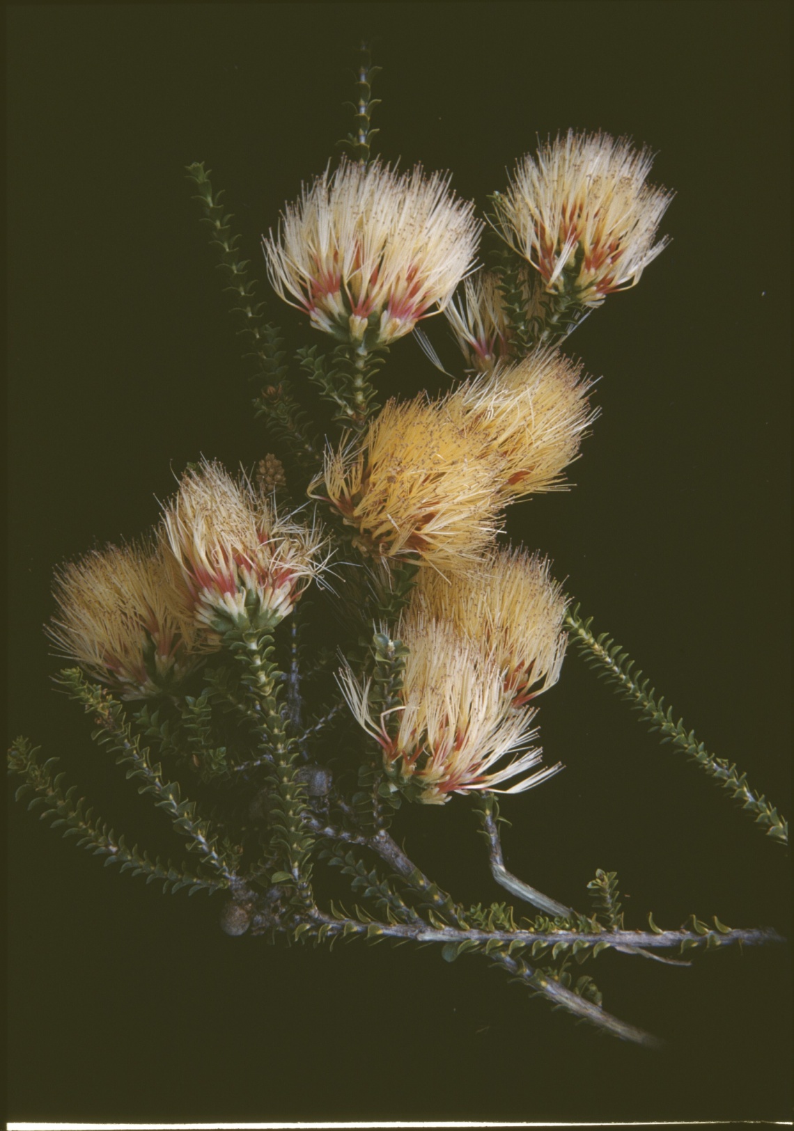Beaufortia squarrosa Yuna November 1958
