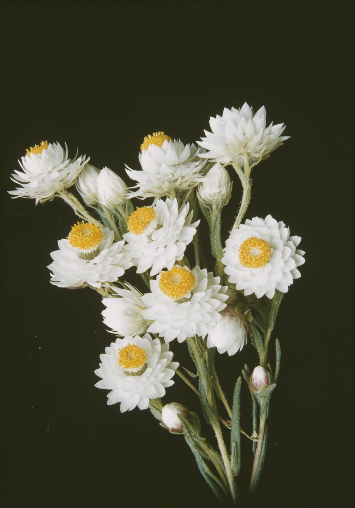 Helichrysum bracteatum ca 1960