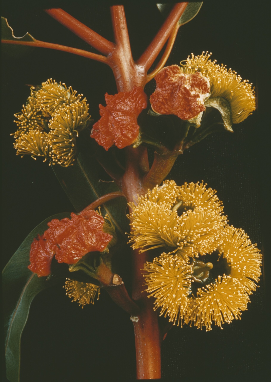 Eucalyptus erythrocorys ca 1960