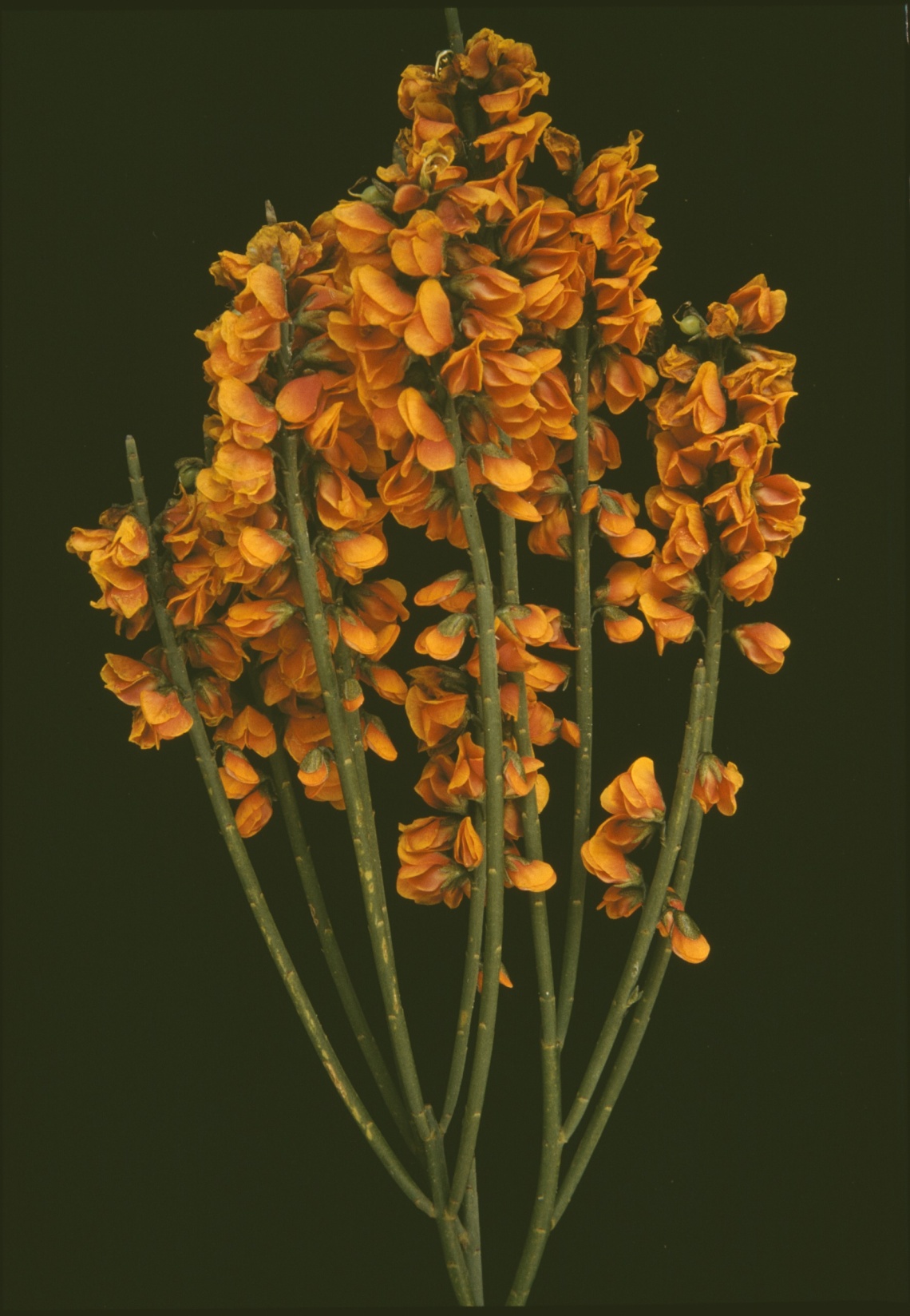 Sphaerolobium macranthum Badgingarra ca 1960