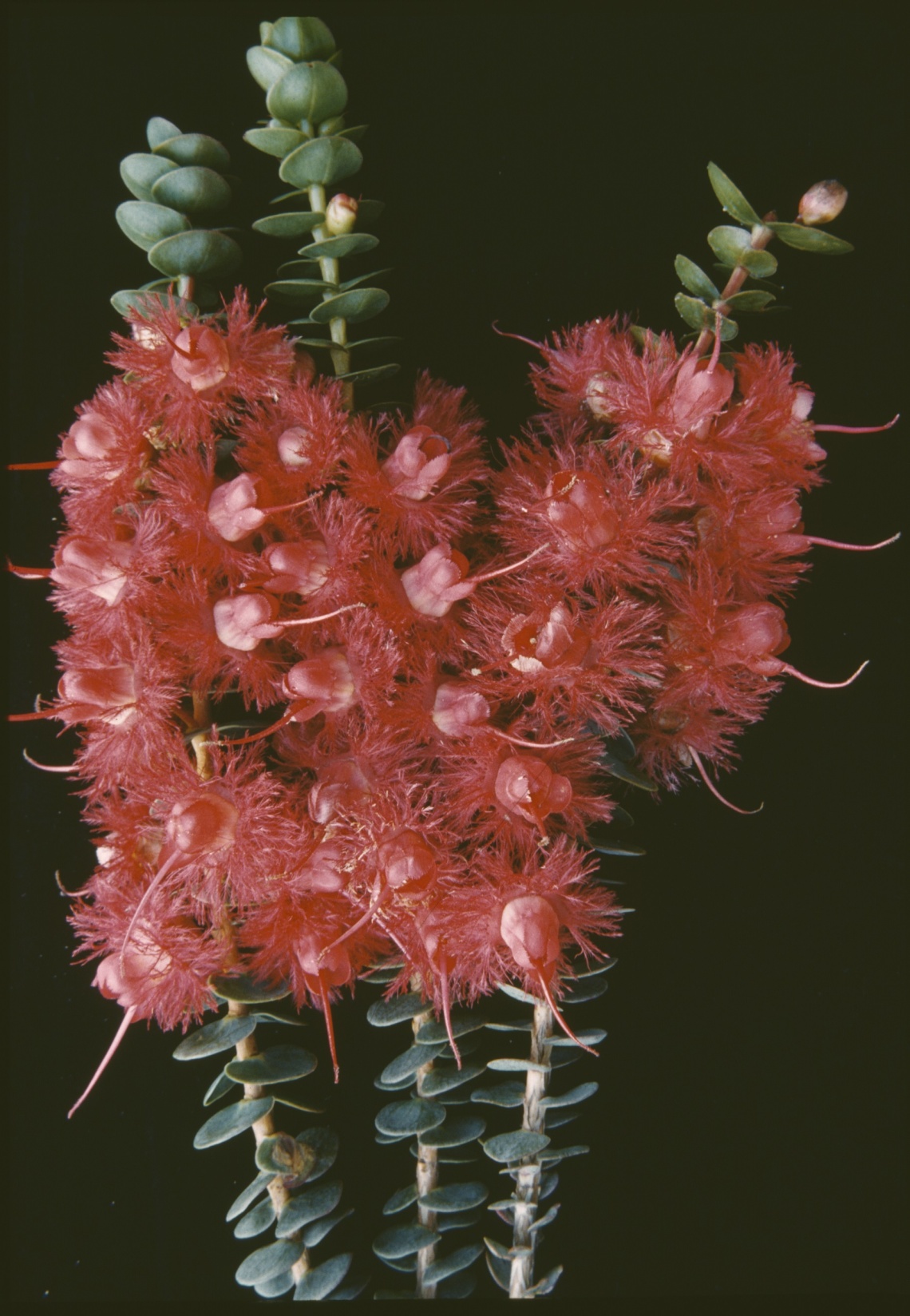 Verticordia grandiflora Eneabba ca 1960