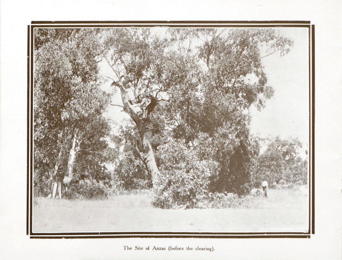 Anzac Cottage souvenir booklet picture of forrest the uncleared site of Anzac cottage